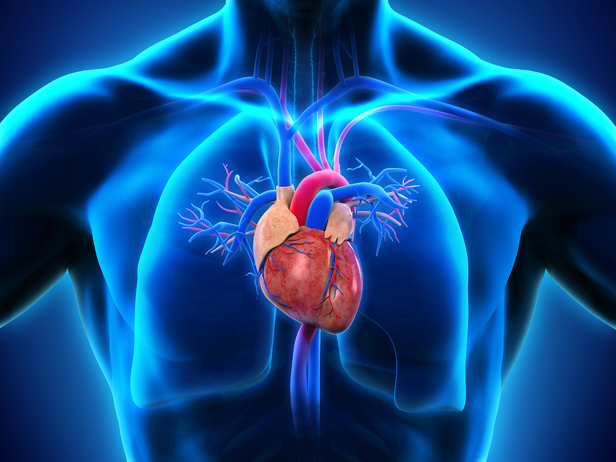 A simulated x-ray of the heart